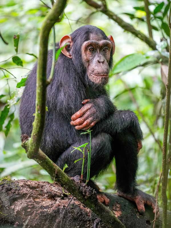 Chimpanzee