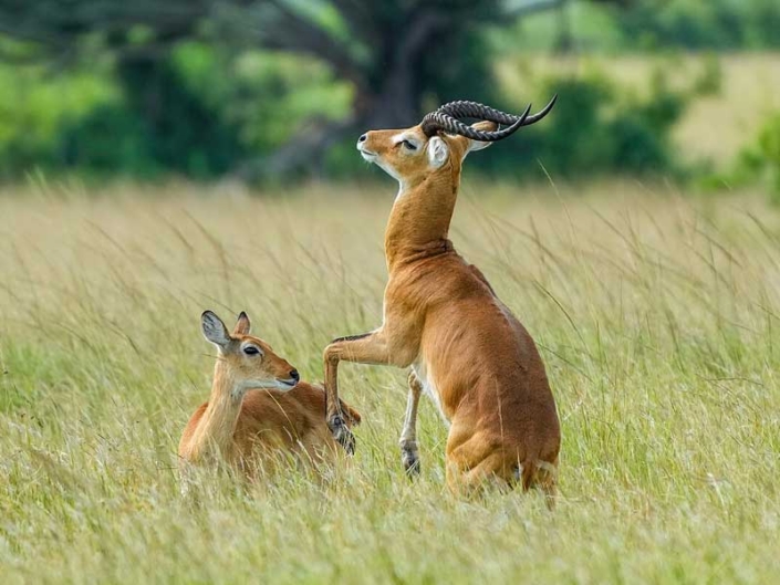 Male kob trying to seduce a female – Queen-Elizabeth-National Park Male kob trying to seduce a female - Queen-Elizabeth-National Park