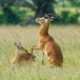 Male kob trying to seduce a female - Queen-Elizabeth-National Park