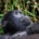 Bwindi Impenetrable National Park