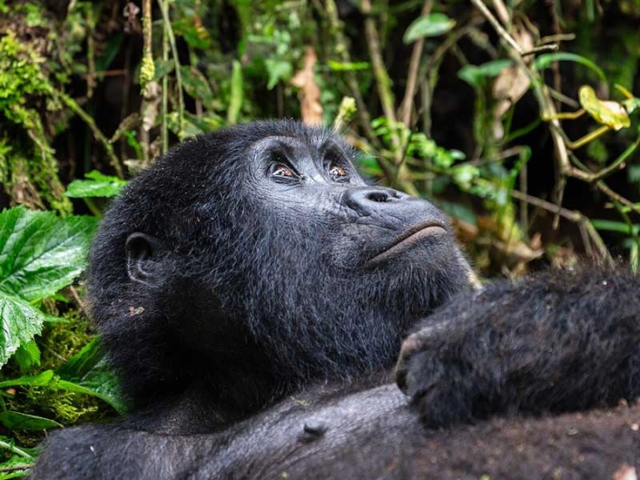 Bwindi Impenetrable National Park Bwindi Impenetrable National Park