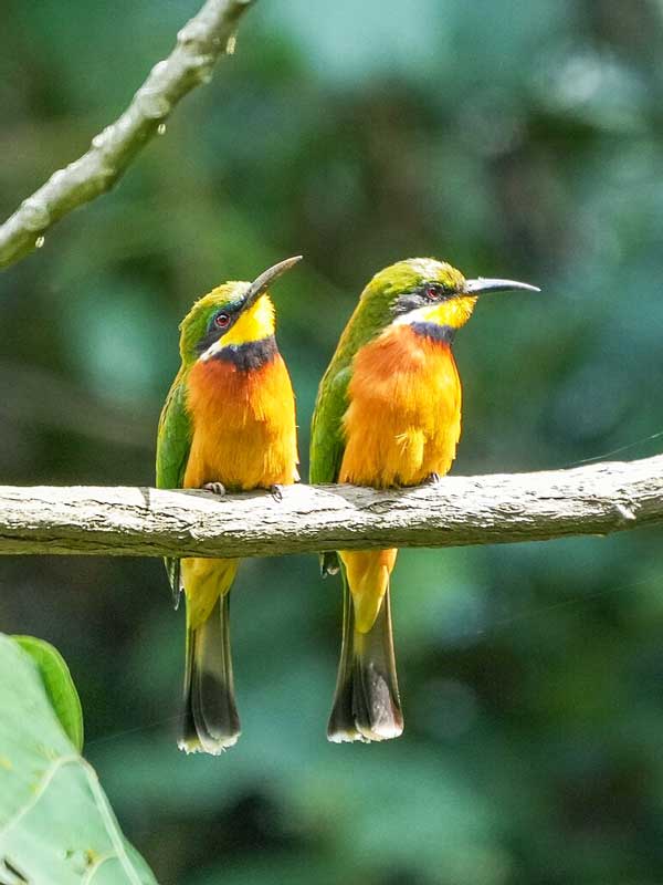 Bwindi Impenetrable National Park