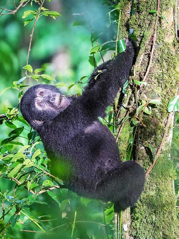 Bwindi Impenetrable National Park - GTD Afrika Tours & Travels