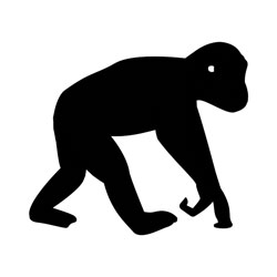 Chimpanzee - GTD Afrika Tours