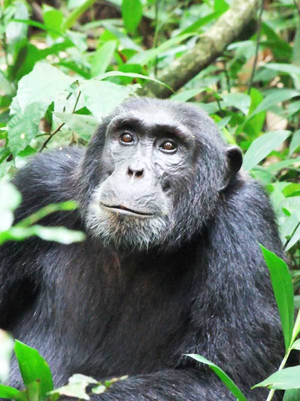 Kibale National Park:- GTD Afrika Tours & Travel