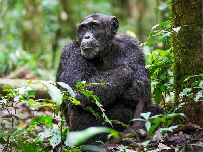 Kibale National Park:- GTD Afrika Tours & Travel Kibale National Park:- GTD Afrika Tours & Travel
