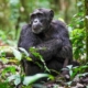 Kibale National Park:- GTD Afrika Tours & Travel