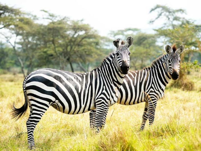 Lake Mburo National Park – GTD Afrika Tours & Travels Lake Mburo National Park - GTD Afrika Tours & Travels