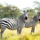 Lake Mburo National Park - GTD Afrika Tours & Travels
