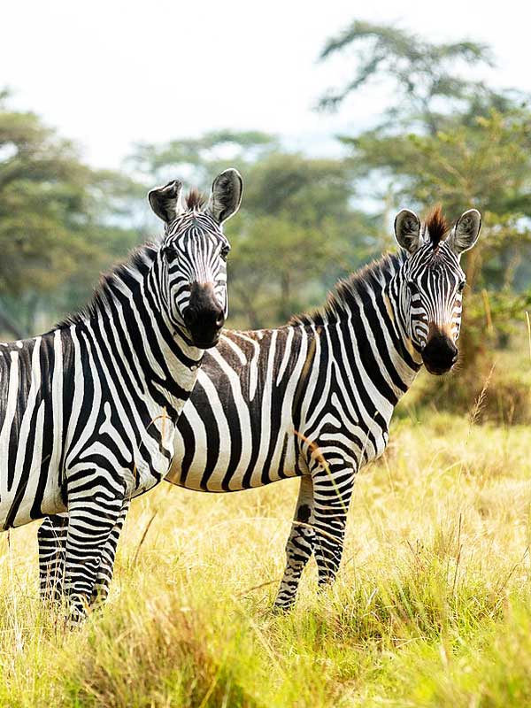 Lake Mburo National Park - GTD Afrika Tours & Travels