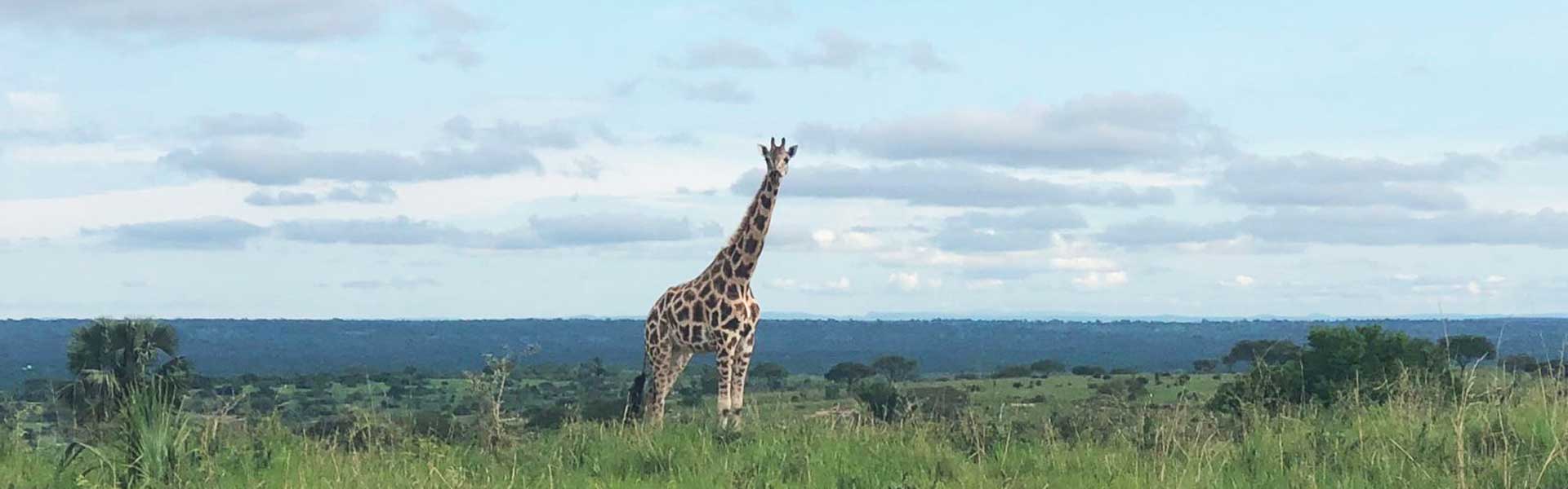 Murchison Falls National Park - GTD Afrika Tours & Travels (wide)