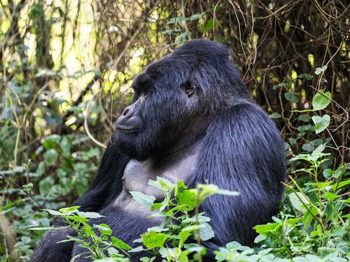 Mgahinga Gorilla National Park – GTD Tours & Travel Mgahinga Gorilla National Park - GTD Tours & Travel