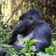 Mgahinga Gorilla National Park - GTD Tours & Travel