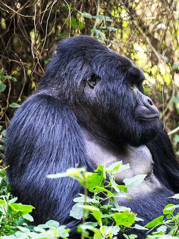 Mgahinga Gorilla National Park - GTD Tours & Travel