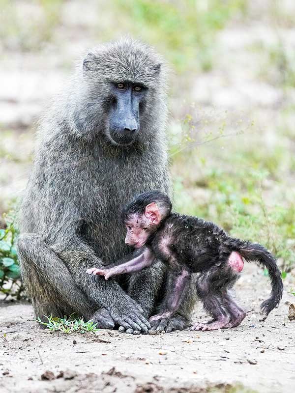 Queen Elizabeth National Park - GTD Afrika Tours & Travels