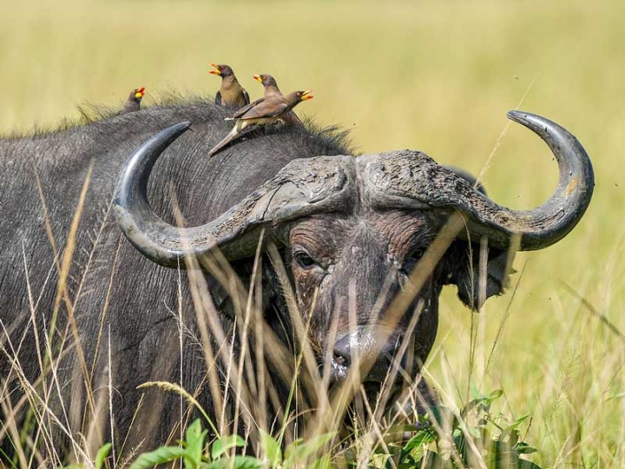 Queen Elizabeth National Park – GTD Afrika Tours & Travels Queen Elizabeth National Park - GTD Afrika Tours & Travels