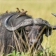 Queen Elizabeth National Park - GTD Afrika Tours & Travels