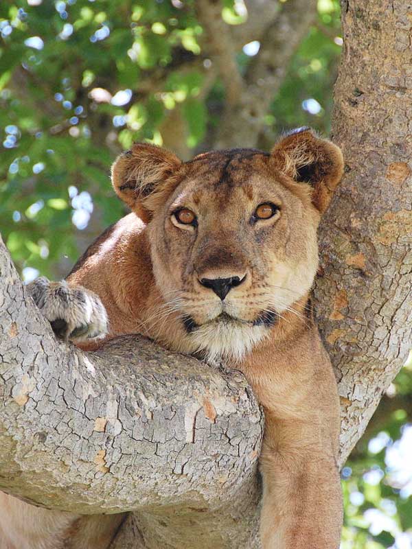 Queen Elizabeth National Park - GTD Afrika Tours & Travels