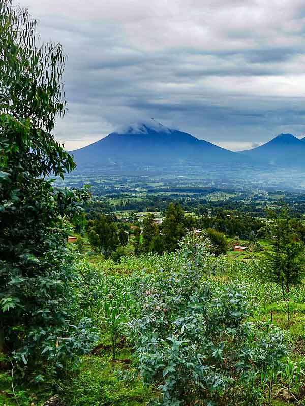 Volcanoes National Park, Rwanda - GPD Afrika Tours & Travel