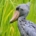 Shoebill