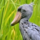 Shoebill