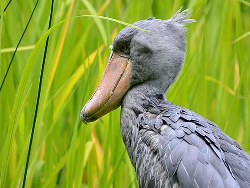 Shoebill