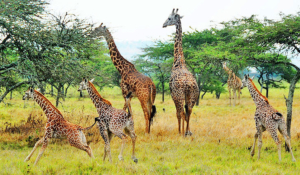Akagera National Park