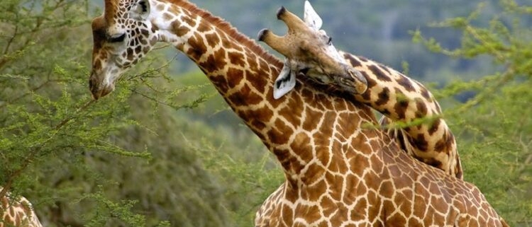 Akagera National Park