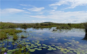Mabamba Swamp