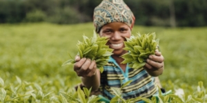 Gorillas of Volcanoes National Park