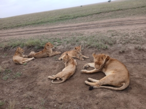 Remarkable Tanzania 